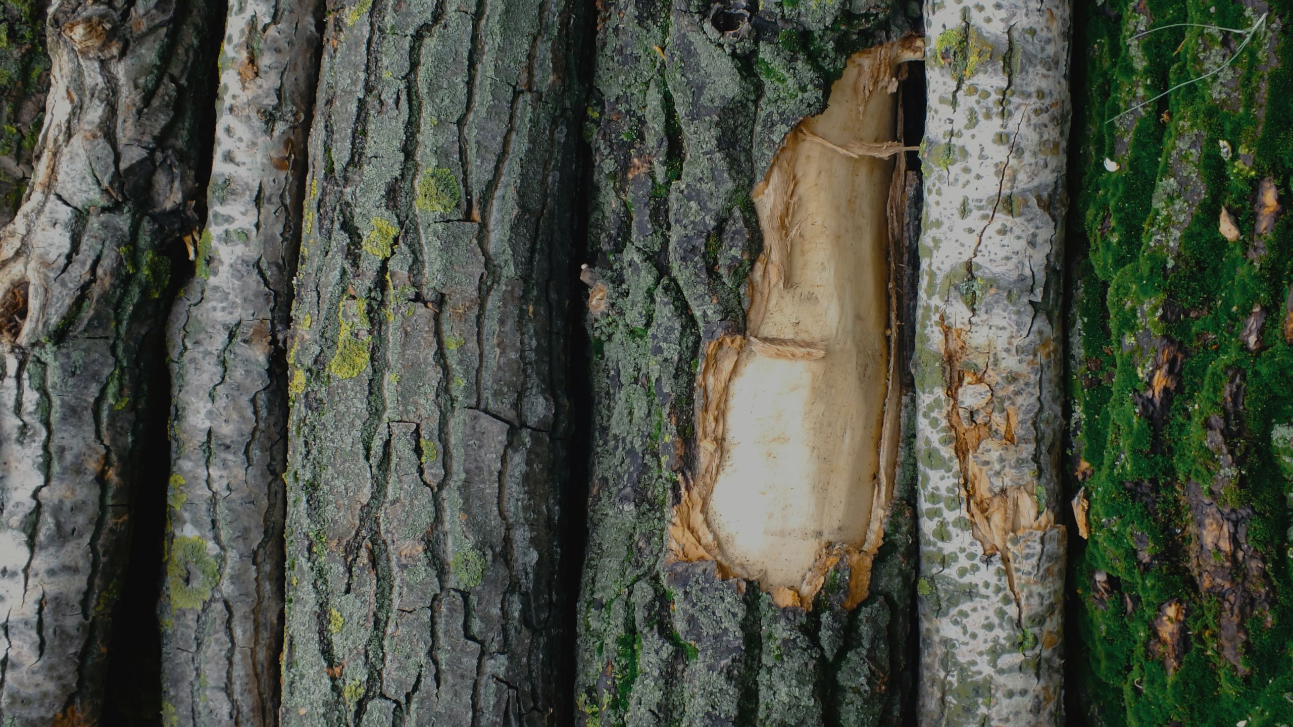 Materias primas EUDR en osapeers