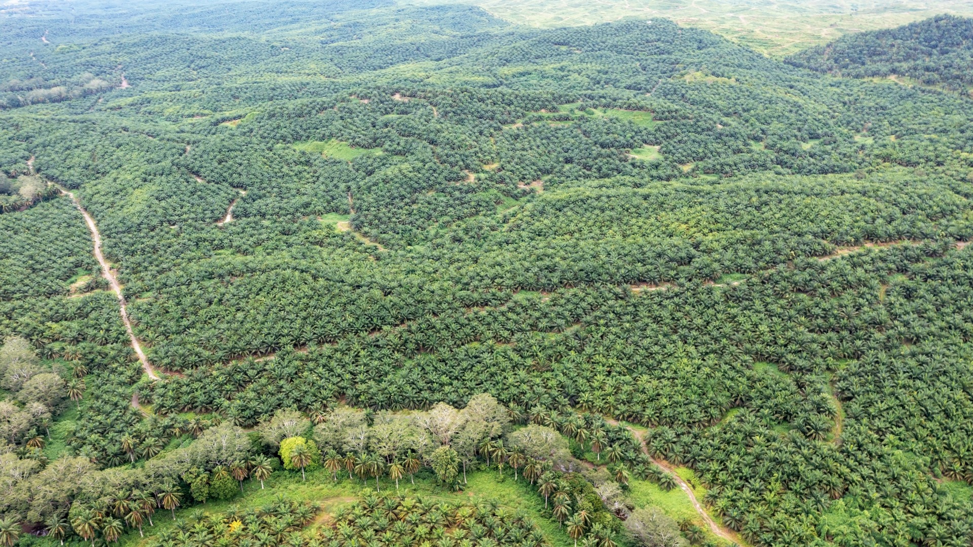 EUDR for Palm Oil